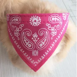 Collier réglable avec écharpe - pour chiens / chats / animaux de compagnie