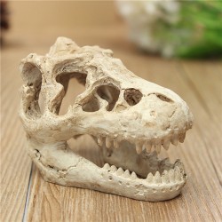 Décoration aquarium - crâne de crocodile